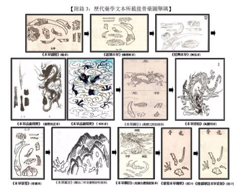 龍骨是哪裡|龍骨的物性變遷史，就是一部「昨是今非」的醫療文化史